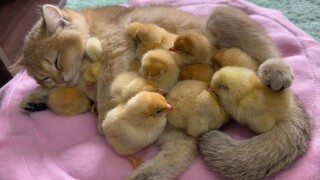 The kitten is a qualified chick mother