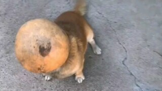 I finally know what a silly dog is