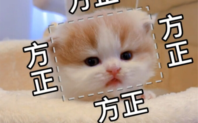 On the Importance of a Kitten’s Sleeping Poses