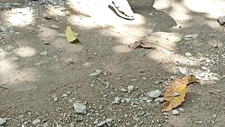 spar lang ni henny