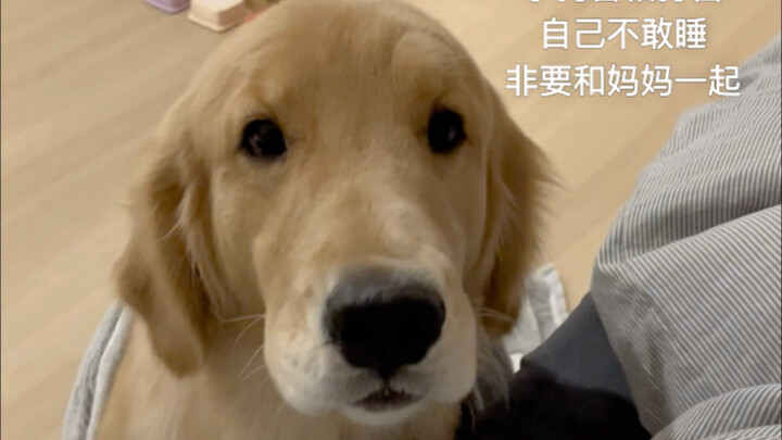 The puppy is scared; the puppy tries to be brave.