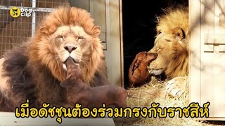 จะเป็นอย่างไร? เมื่อน้องหมาดัชชุนตัวเล็กต้องร่วมกรงกับสิงโตตัวยักษ์ | Dog's Clip