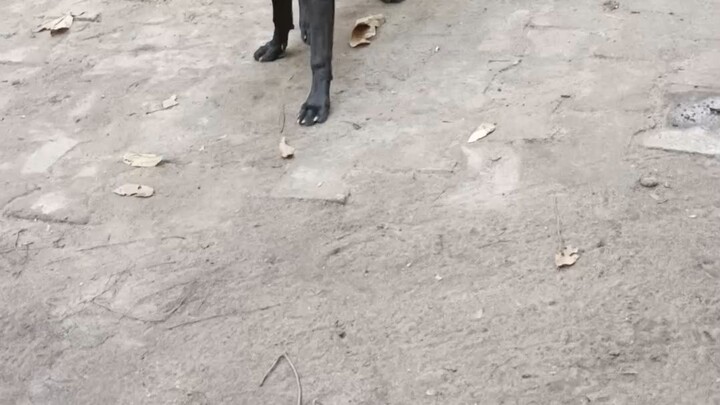 เรื่องหมาน้อย .