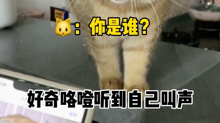 هل سبق لك أن رأيت قطة تتشاجر مع نفسها؟ وحتى إن خسرت الشجار، ما زالت منزعجة!