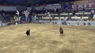 3 cock derby @ roligon mega cockpit arena 2nd fight win