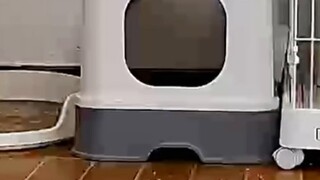 I finally found the reason why my cat has been pooping for a month... Where is my knife?