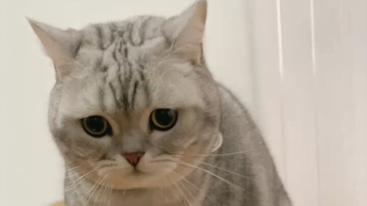 Two tomcats got together, and the little she-cat ended up with nothing—plus she even caught constipa