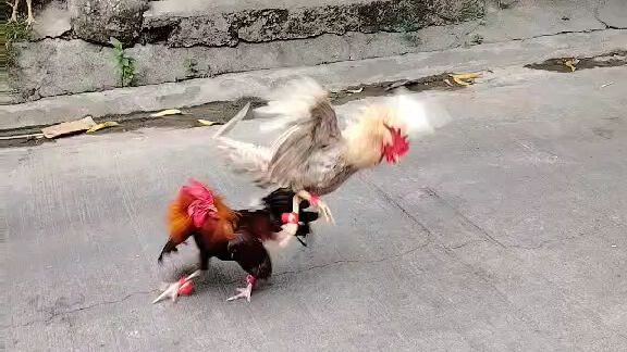 jungle fowl 6 months old vs ju money maker dome bull stag