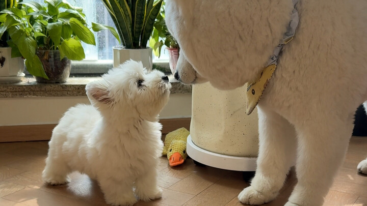 Những thay đổi sau 30 ngày của Tây Cao Địa khi về nhà