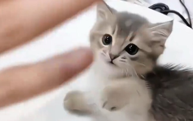 【อาโต่ว × จ้งจื่อ】นี่คือจ้งจื่อตัวน้อยที่อาโต่วกอดเลี้ยงดูมาตั้งแต่เด็กเลยนะ! หลินเหิง: ไปทำให้มันยอ