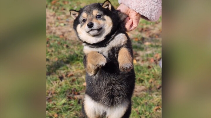 Being a "dog" – the most important thing is to be happy!