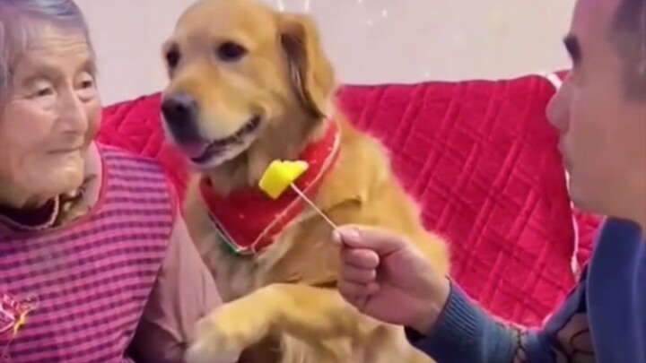 animals videos baby they donkey dog