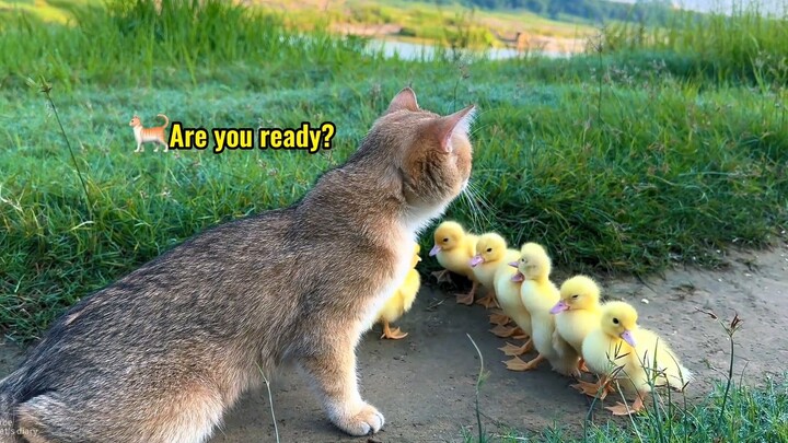 Mama bebek dengan tenang menyerahkan anak-anak bebeknya kepada kucing yang lucu untuk dirawat.