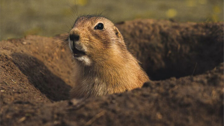 Come on, come on, come on! Let me give you a tour of the groundhog’s underground mansion!