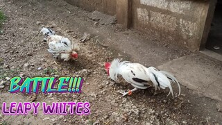 Leapy Whites Spar!        JRP GAMEYARD