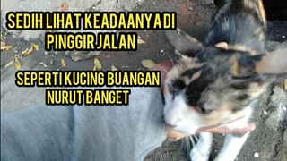 Kucing Liar Ini Kelaparan Kucing Baru Datang Numpang Di Bengkel Tambal Ban.