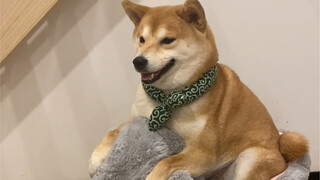 Princess Dahuang's New Steed