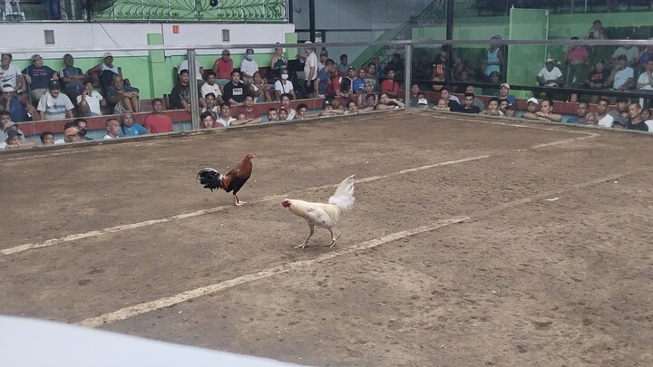 1ST  FIGHT WIN FANTASTIC COLISEUM