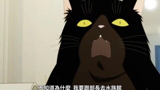 可以干的猫也要单推偶像