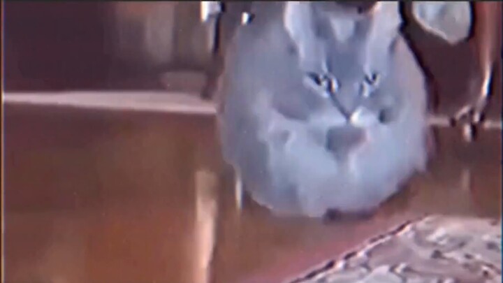 【Chinese subtitles】Slow Record Ⅱ