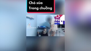 Trả lời  cùng xem cách huấn luyện cún nghe lời hơn nhé 😘dogtrain DogTraining huấnluyện chó dog chó_cưng