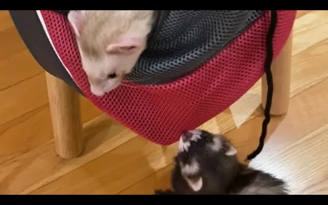 ปฏิกิริยาของ Ferret Sling Carrier ไหล่ปรับระดับได้ อบเชย & Sassy