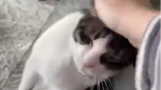 Cat: I don't like how you're being so careless.