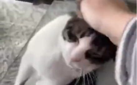 القط: لا أحب طريقتك المتهاونة هذه