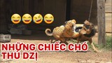 Những chú chó thú vị - Hết hồn vì Hổ Giấy