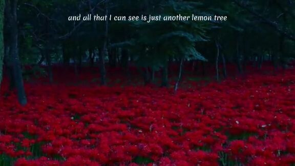 Red Spider Lilly🌹