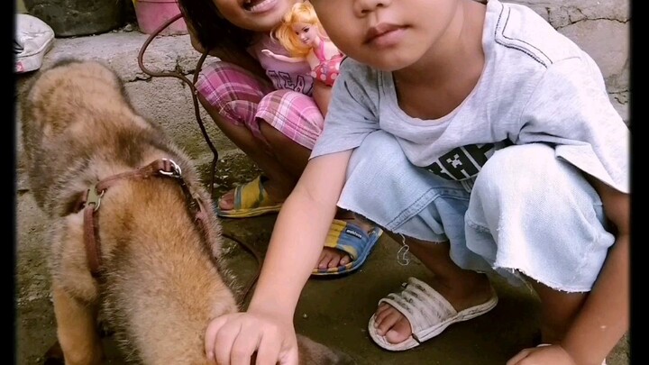 Tierra and sport belgian puppies