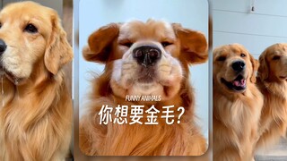 听说，你想养只金毛？你受得了它们的缺点吗？