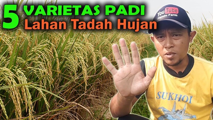 5 VARIETAS PADI UNTUK LAHAN SAWAH TADAH HUJAN