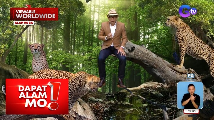Cheetah, hindi kayang umatungal o mag-“roar” | Dapat Alam Mo!