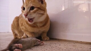 Kucing Oranye: Ini yang terbaik. Kalau aku makan yang lain, aku akan batuk.