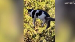 อันตรายนะ แมว #Pets & Animals