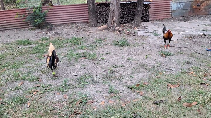 1st Spar Hatch Grey vs. Roundhead