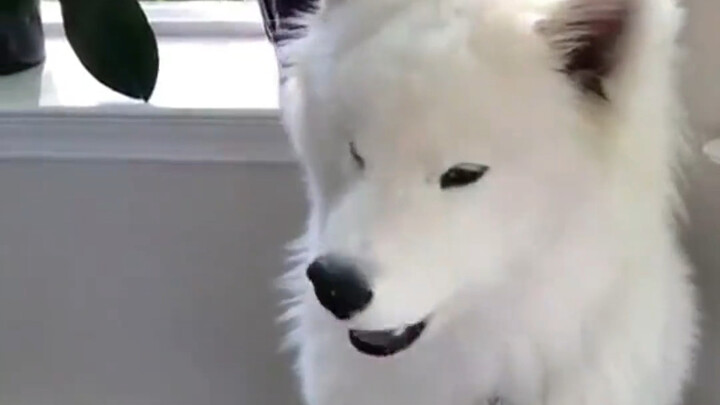 Người lạ: Cưng ơi, nhanh lại đây nào Chủ nhân: Đồ nghịch tử, gọi mày lại đây