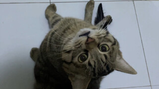 While squatting in the toilet, the iron-headed kitten used its head to break open the door...