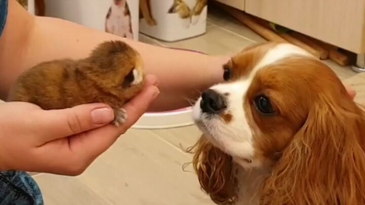 Chú chó lớn sẽ làm gì khi nhìn thấy những chú mèo con mới sinh?