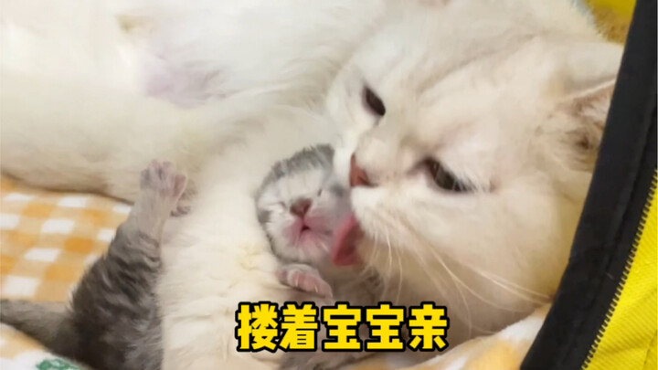 Tình yêu của mèo mẹ nặng đến nhường nào?!