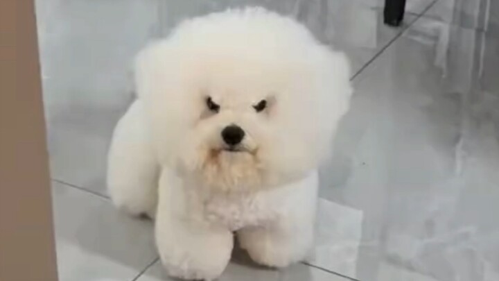 Siapa bilang anjing tidak bisa membuat ekspresi?