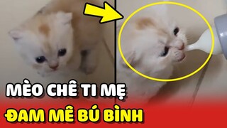 Mèo con có LỐI ĐI RIÊNG, không chịu TI MẸ chỉ mê BÚ BÌNH 😂 | Yêu Lu