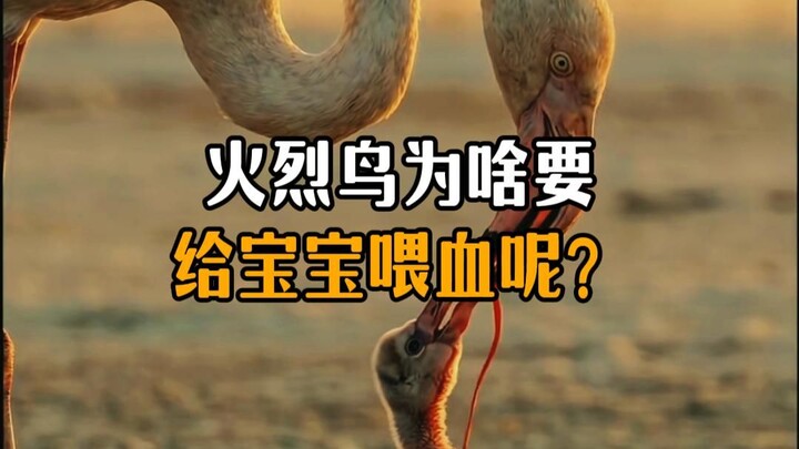 Why do flamingos peck their own heads to feed their chicks?