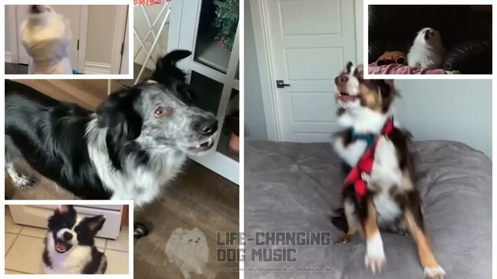 As It Was but Dogs Sung It (Dogs Version Cover)