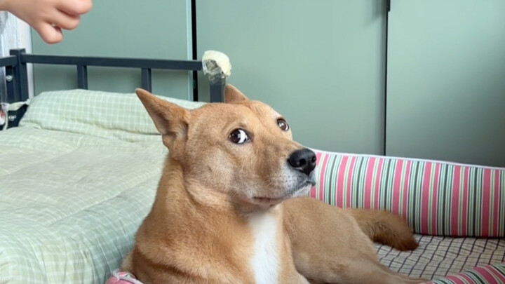 Benar-benar gangguan yang sangat memuaskan!