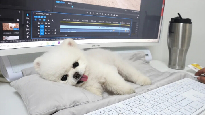 【ซับไทย】 ครอบครัว RuPong | ทำงานไม่ได้เพราะน้องหมาขี้อ้อนของบ้านเรา