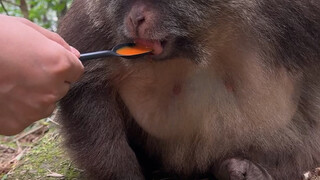 Very cautious—won't eat anything unless someone else tries it first. Survival skills in the wild are