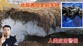 人类应当警惕？北极再现史前生物，4万年前的动物遗骸暴露出来