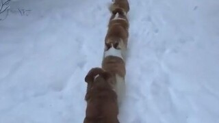 กลุ่มใหญ่ของพื้นฐานหิมะ